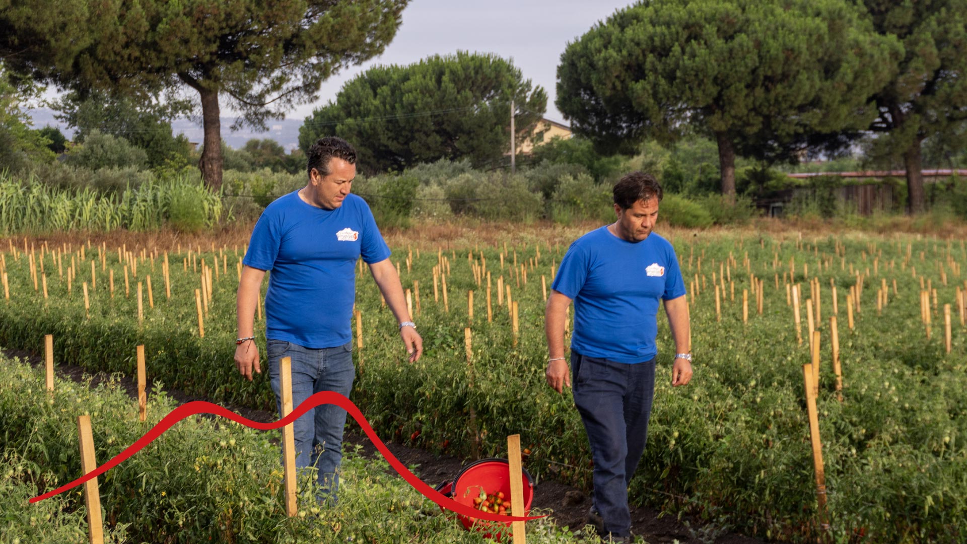 eccellenze vesuviane e campane coltivazione pomodorini del piennnolo
