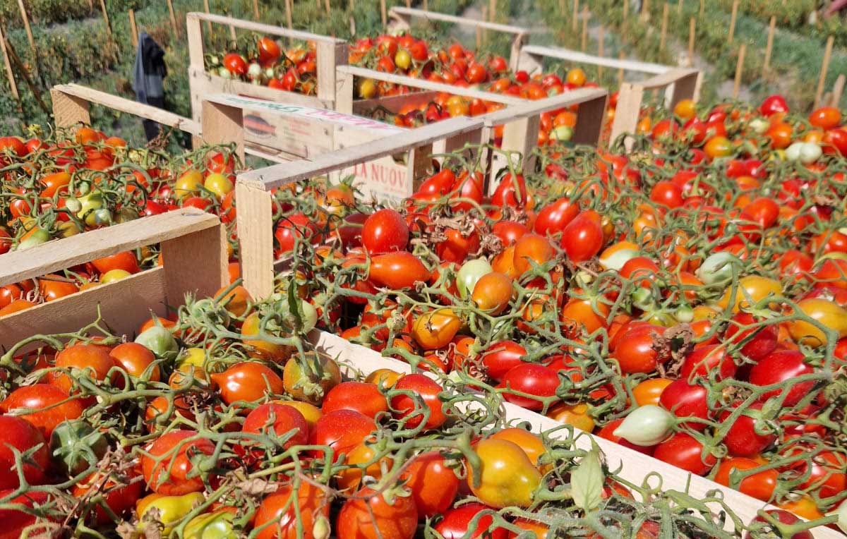Pomodorino del Piennolo del Vesuvio Eccellenze Vesuviane e Campane