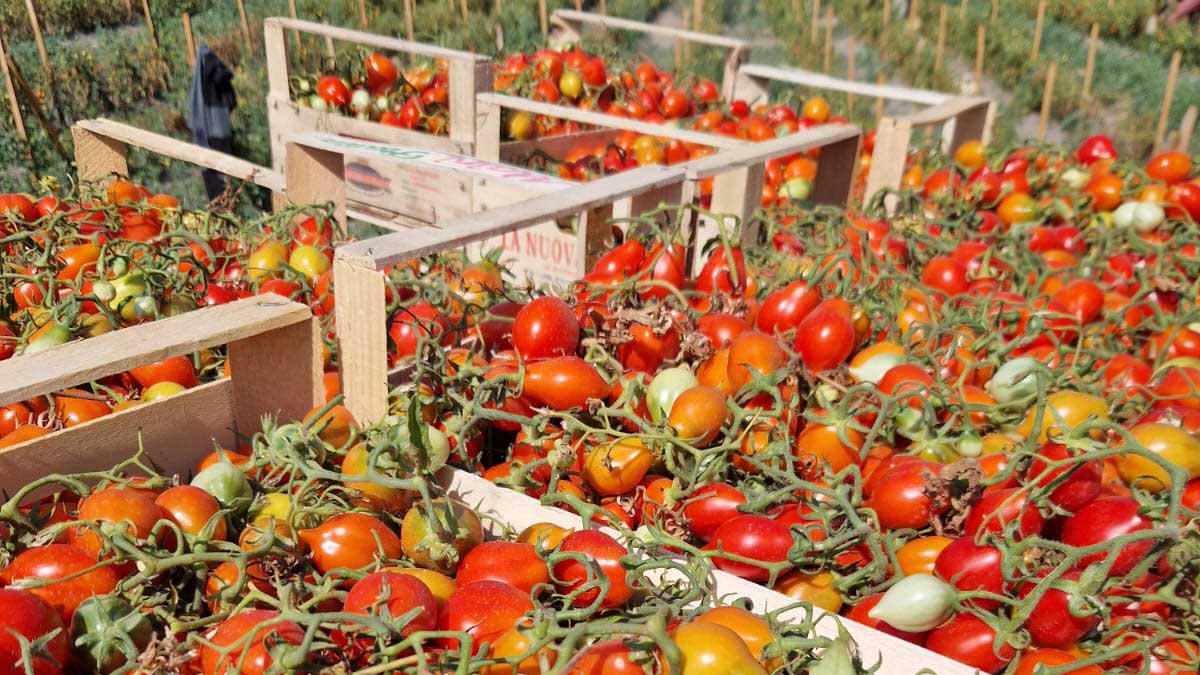 blog eccellenze vesuviane e campane coltivazione