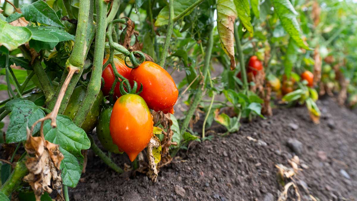 pomodori del piennolo coltivazione