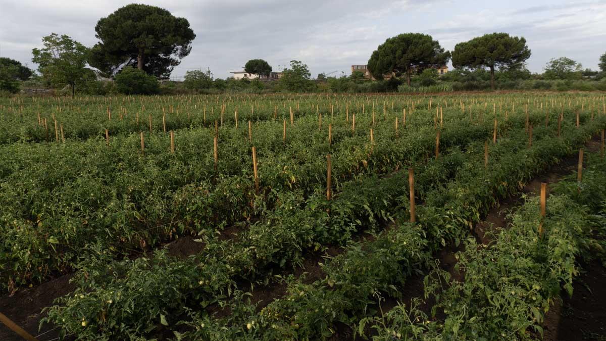 eccellenze vesuviane e campane coltivazione