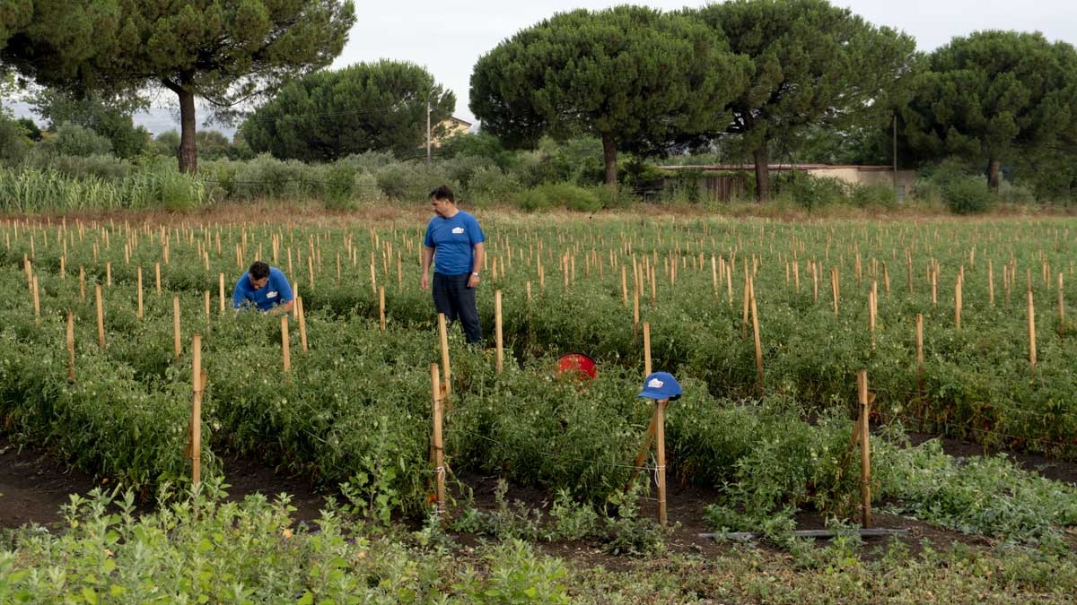 fratelli montella eccellenze