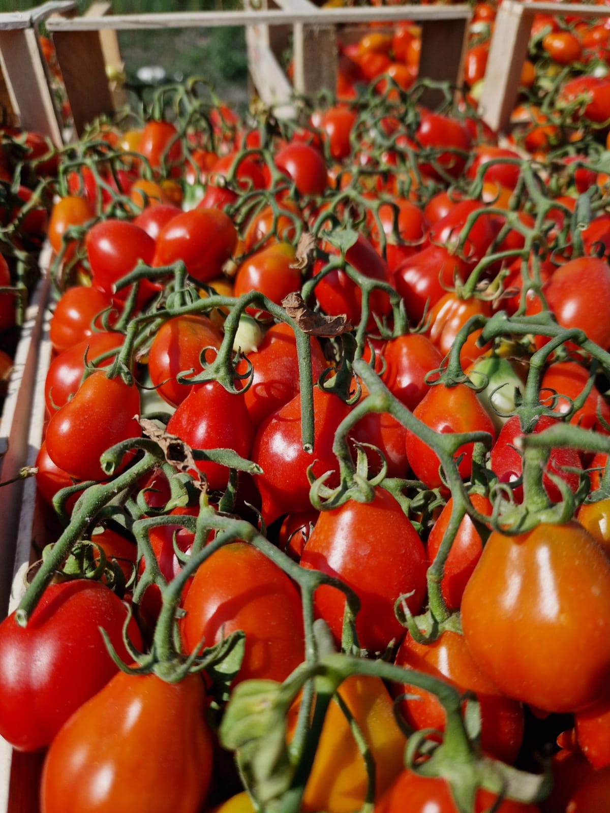 pomodori del piennolo
